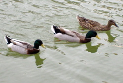 Three ducks floating on a pond