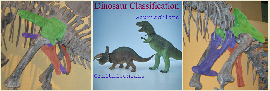 Picture of Ornithischia and Saurischia hips, Models of T-Rex and Triceratops
