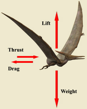 Picture of Pterosaur