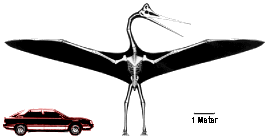 Quetzalcoatlus compared to size of car