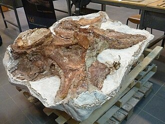 back vertebra of Patagotitan mayorum, a Titanosauria that is currently considered to be the larger dinosaur 
ever found.