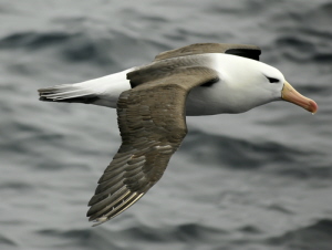 Albatross