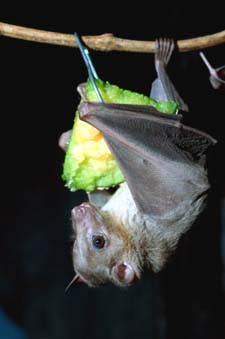 Picture of Bat