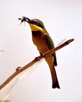 bird eating insect