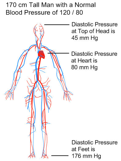 Arteries and Veins within the Human Body