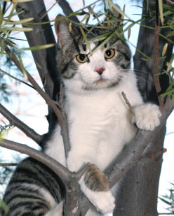Picture of Cat up in a Tree