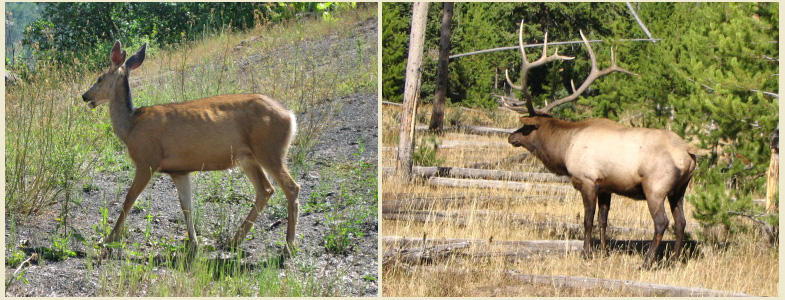 Pictures of deer and elk