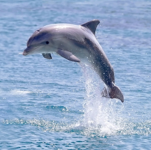 dolphin jumping out of the water