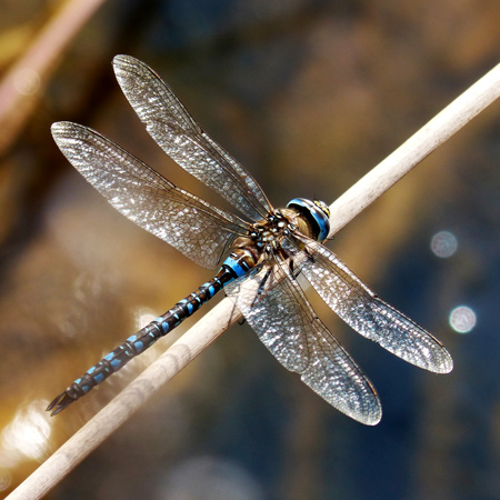 Dinosaurs and Dragonflies