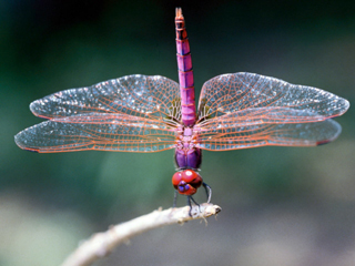 dragonfly