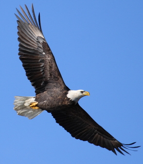 Eagle in flight