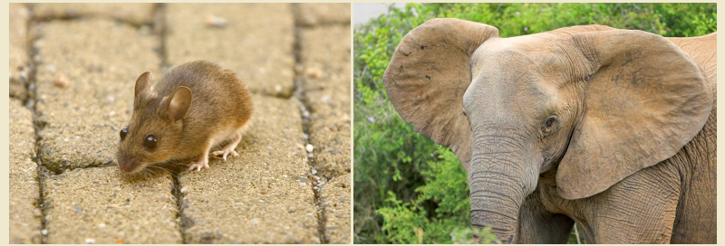 Picture of elephant and mouse