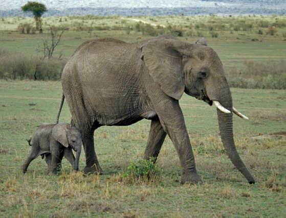 elephant