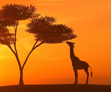 giraffe reaching up to eat leaves