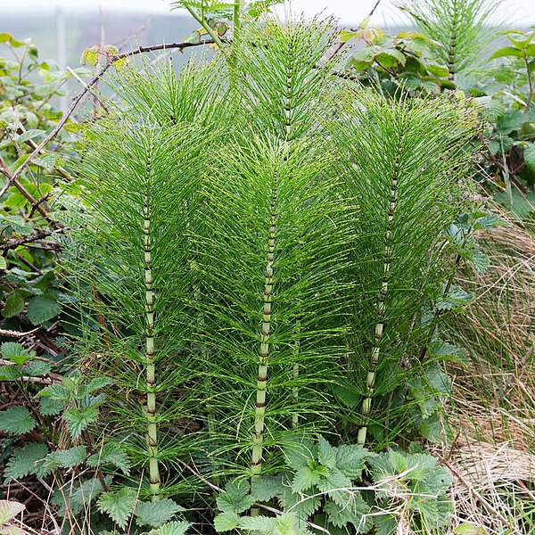 horsetail