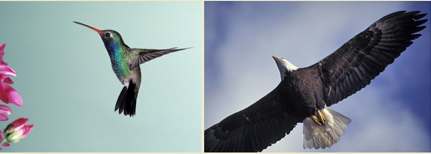 Picture of Hummingbird and Eagle