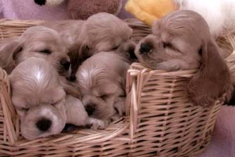 Picture of Puppies