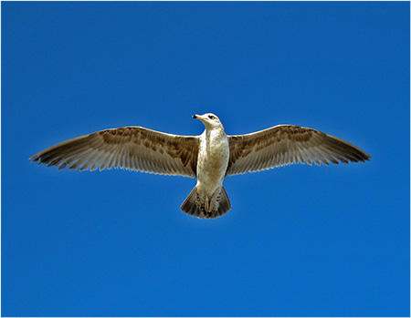 Seagull in flight