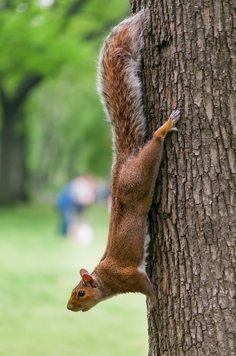Picture of squirrel hanging upside down next to a feeder