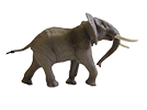 African Elephant Model