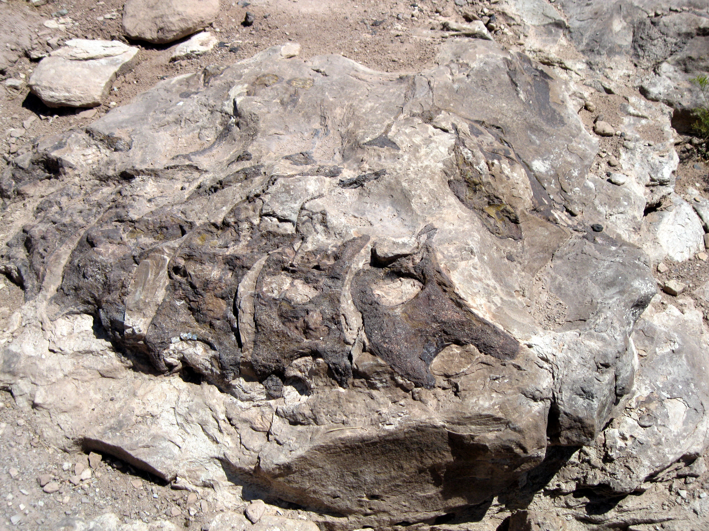 Vetebrae of Juvenile Diplodocus